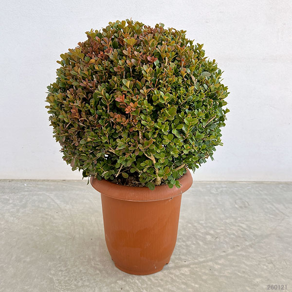 ボックスウッド（西洋ツゲ）玉仕立て7号ポット樹高40cm
