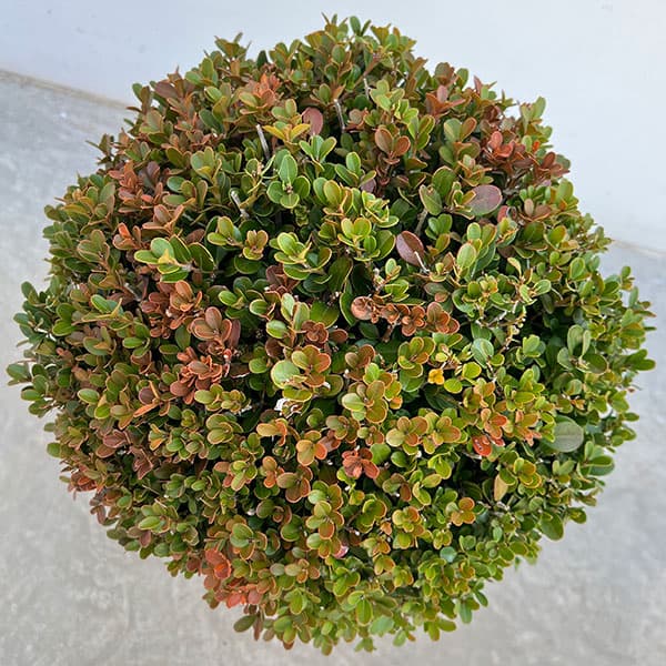 ボックスウッド（西洋ツゲ）玉仕立て7号ポット樹高40cm