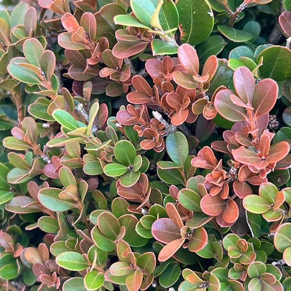 ボックスウッド（西洋ツゲ）玉仕立て7号ポット樹高40cm