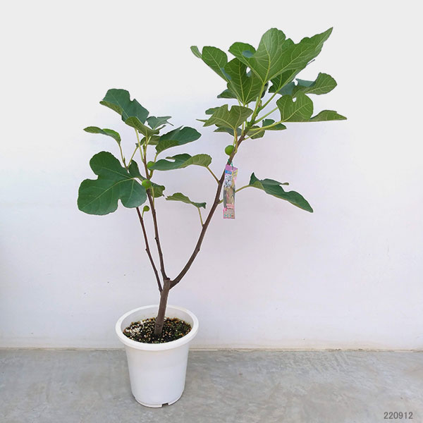イチジク:ホワイト・イスキア6号鉢植え