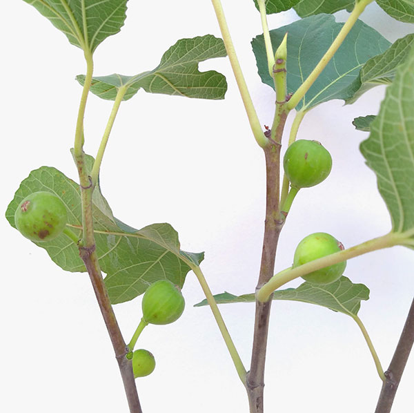 イチジク:ホワイト・イスキア6号鉢植え