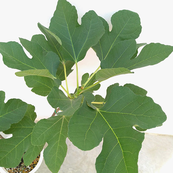 イチジク:ホワイト・イスキア6号鉢植え