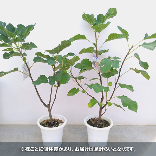 イチジク:ホワイト・イスキア6号鉢植え