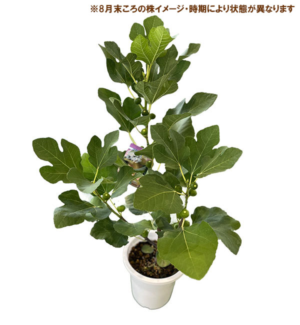 イチジク:ホワイト・イスキア6号鉢植え