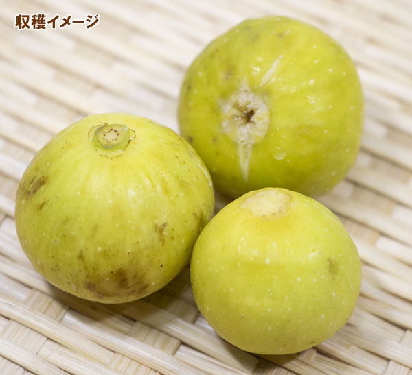 イチジク:ホワイト・イスキア6号鉢植え