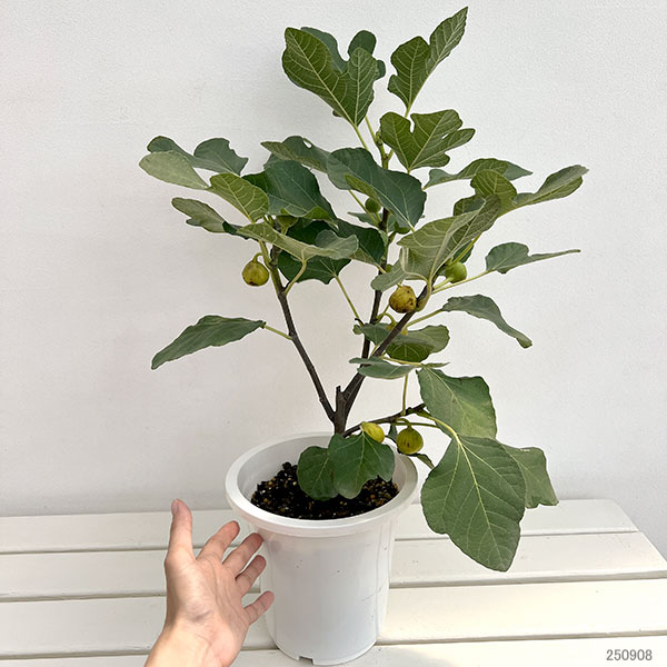 イチジク：ホワイト・イスキア6号鉢植え