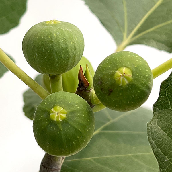 イチジク：ホワイト・イスキア6号鉢植え