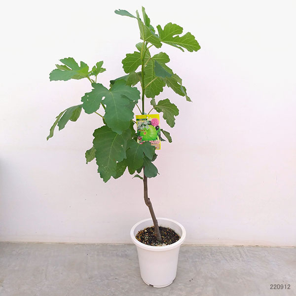 イチジク:ドリーミースイート6号鉢植え