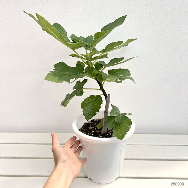 イチジク:ドリーミースイート6号鉢植え