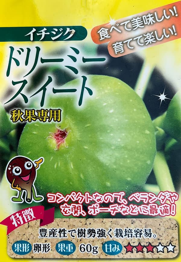 イチジク:ドリーミースイート6号鉢植え