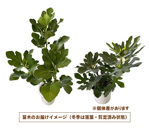 イチジク:ロイヤルビンヤード6号鉢植え