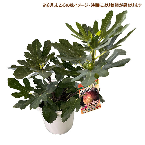 イチジク:アーチペル6号鉢植え