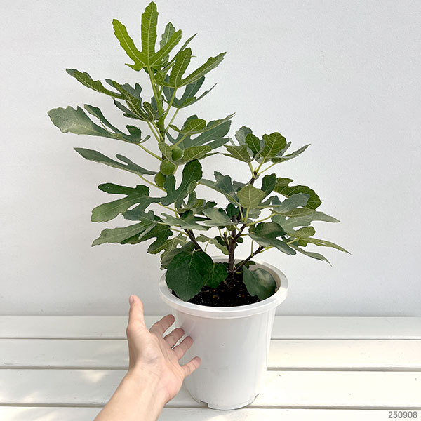 イチジク:アーチペル6号鉢植え