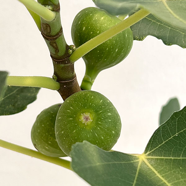 イチジク:アーチペル6号鉢植え