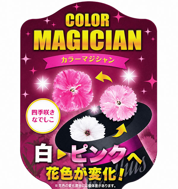 ナデシコ(四季咲き):カラーマジシャン3-3.5号ポット