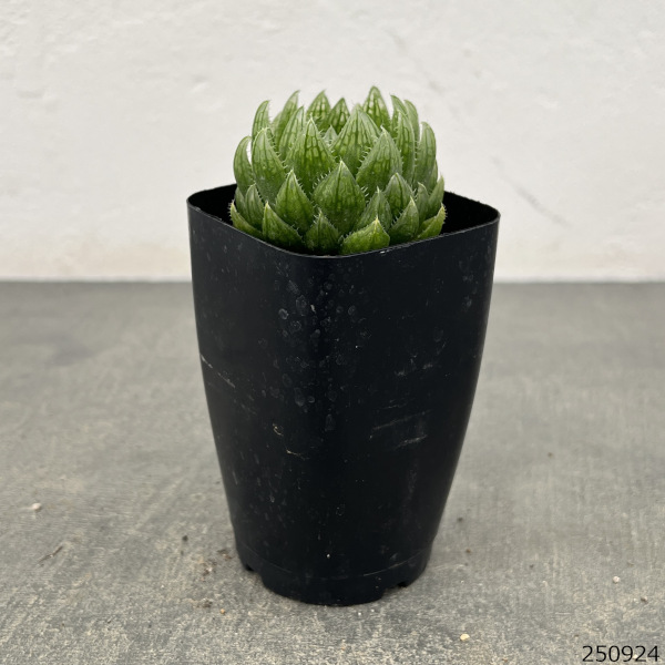 ハオルチア:エメラルドLED(ライトグリーンの美窓) 2.5号