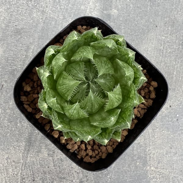 ハオルチア:エメラルドLED(ライトグリーンの美窓) 2.5号