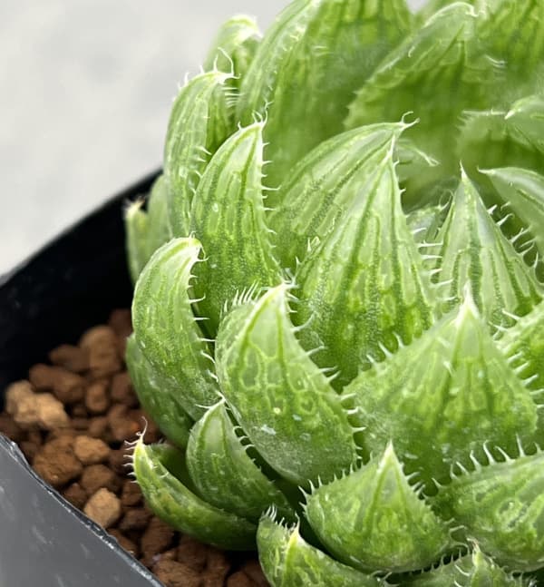 ハオルチア:エメラルドLED(ライトグリーンの美窓) 2.5号