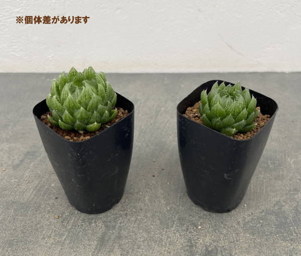 ハオルチア:エメラルドLED(ライトグリーンの美窓) 2.5号