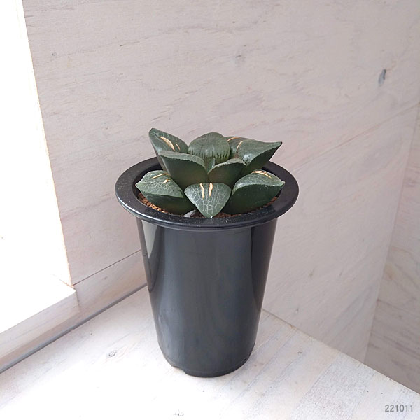 令和５年自宅産ハオルチア種子^ ^ Amazon.co.jp: 令和5年採る ハオルチア オブツーサ混合交配 OB-1