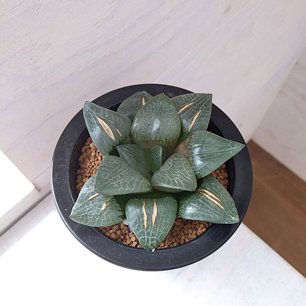 現品 根付き】ハオルチア「コアクタータ」多肉植物 7.5㌢鉢 子株付き