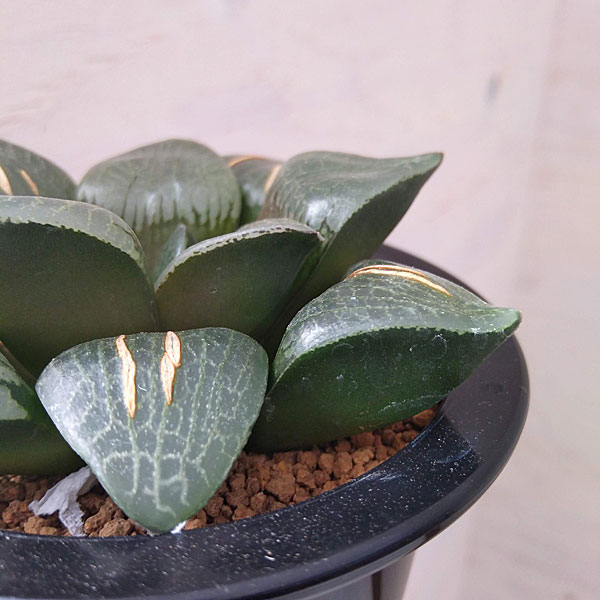 ハオルチア：月光（コンプト交配美酒） 3.5号鉢 の通販 | 園芸ネット