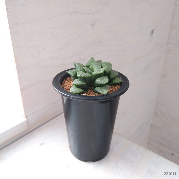 ハオルチア：つむぎ（コンプト交配美種） 3.5号鉢 の通販 | 園芸ネット