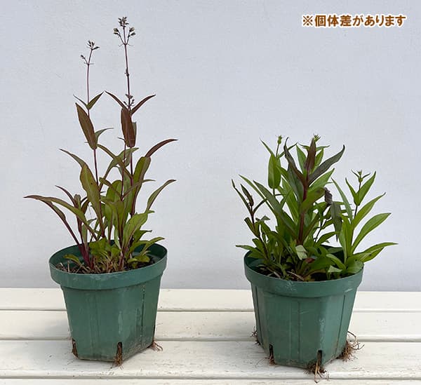 ペンステモン：ハスカーレッド5号鉢植え