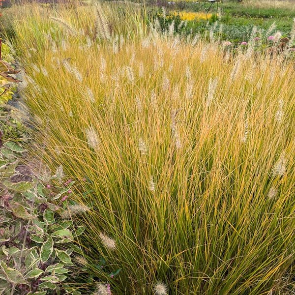 ペンニセツム(ファウンテングラス):ハーメルン5号鉢植え