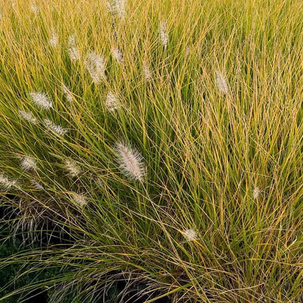 ペンニセツム(ファウンテングラス):ハーメルン5号鉢植え