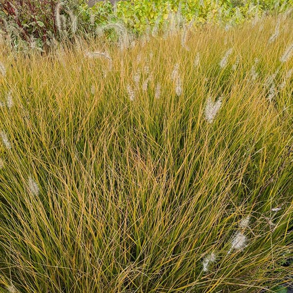 ペンニセツム(ファウンテングラス):ハーメルン5号鉢植え