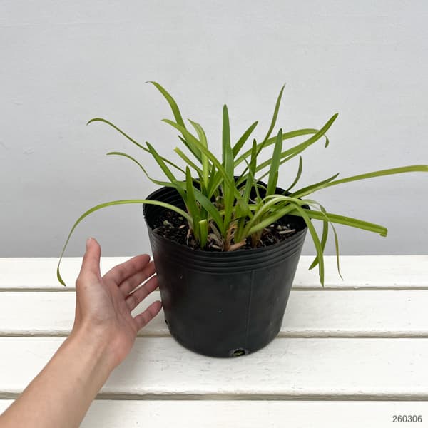 アガパンサス：エバーホワイト6号ポット