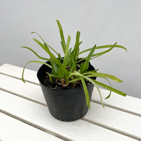 アガパンサス：エバーホワイト6号ポット