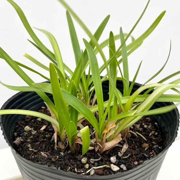 アガパンサス：エバーホワイト6号ポット