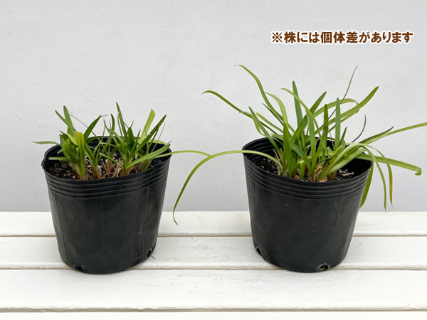 アガパンサス：エバーホワイト6号ポット