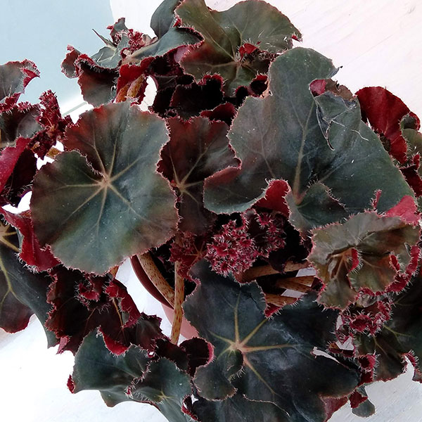 レックスベゴニア：ジャングルブラック4号ポット