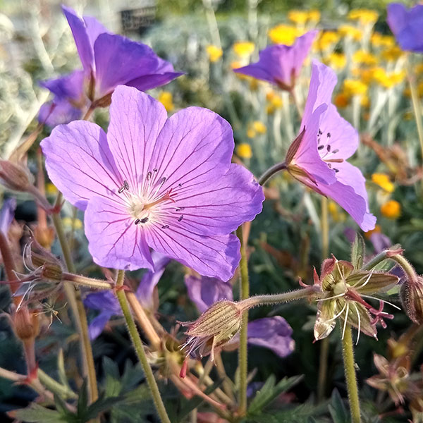 特別値引き　ブロッター　1 C P 15枚　観賞用 特別値引き ブロッター 1 C P 15枚 観賞用 【公式通販】