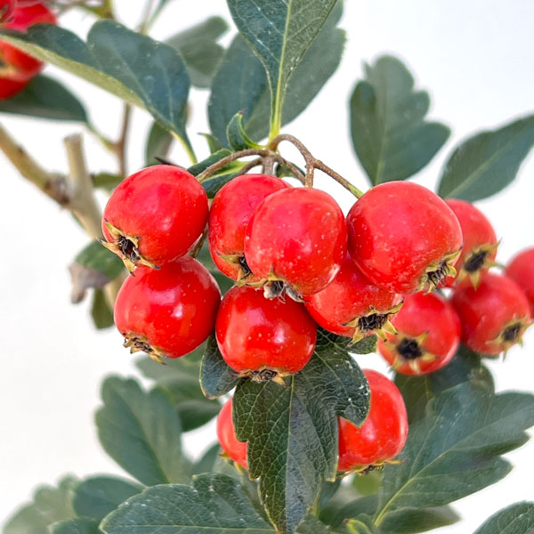 サンザシ（山査子）：ルビーサンザシ5-5.5号鉢植え