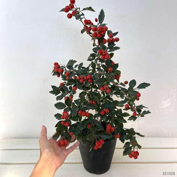 園芸ネット本店｜サンザシ（山査子）：ルビーサンザシ5-5.5号鉢植え[実