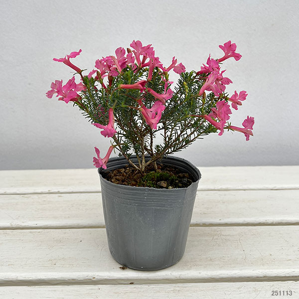 初恋草(ハツコイソウ・レケナウルティア):メルサクラ3号ポット