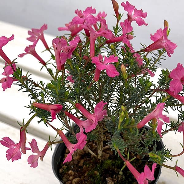 初恋草(ハツコイソウ・レケナウルティア):メルサクラ3号ポット