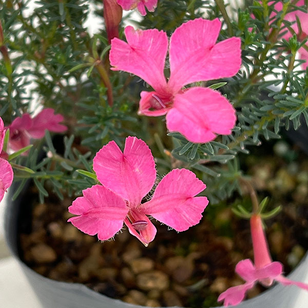 初恋草(ハツコイソウ・レケナウルティア):メルサクラ3号ポット