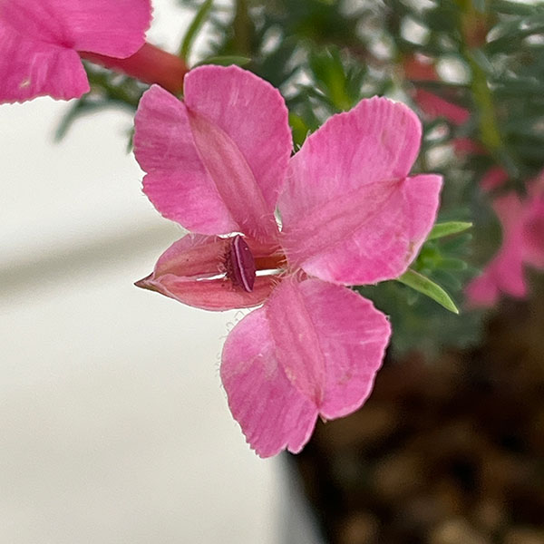 初恋草(ハツコイソウ・レケナウルティア):メルサクラ3号ポット