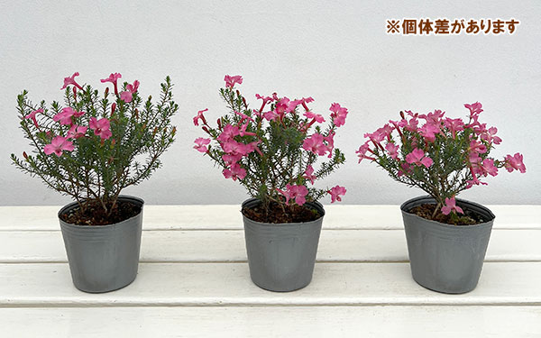 初恋草(ハツコイソウ・レケナウルティア):メルサクラ3号ポット