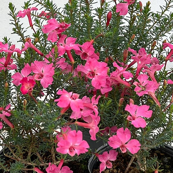 初恋草(ハツコイソウ・レケナウルティア):メルサクラ3号ポット