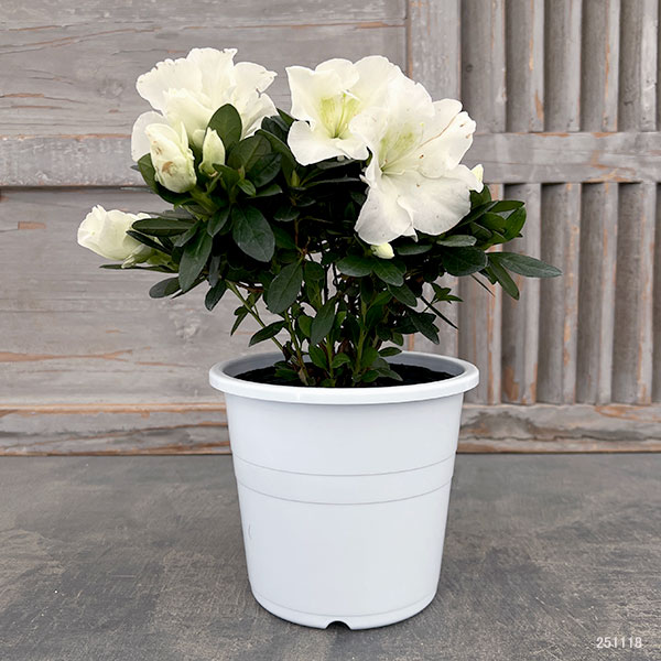 アザレア：越の淡雪5号鉢植え