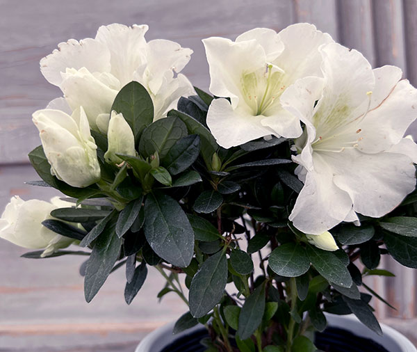 アザレア：越の淡雪5号鉢植え