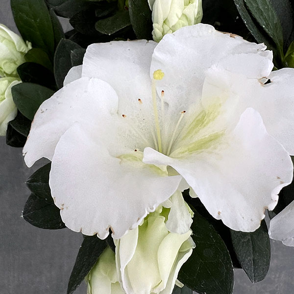 アザレア：越の淡雪5号鉢植え