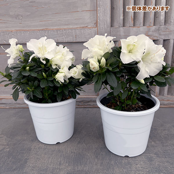 アザレア：越の淡雪5号鉢植え