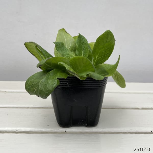 バーバスカム:ロゼッタ3.5号ポット